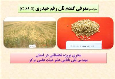 مشاركت در معرفی گندم نان رقم حیدری (C-85-3)