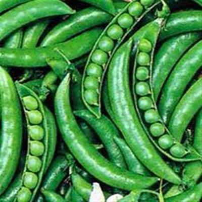 زراعت لوبیا سبز در مازندران