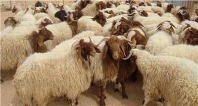 بررسی وضعیت عملكرد تولید مثلی گوسفندان گله‌های عشایری استان مركزی