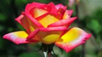 Study of Seasonal Variation on the Yield Rose Cut Flower on the Greenhouse Conditions