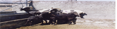 Image4.gif