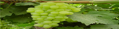 grape.jpg